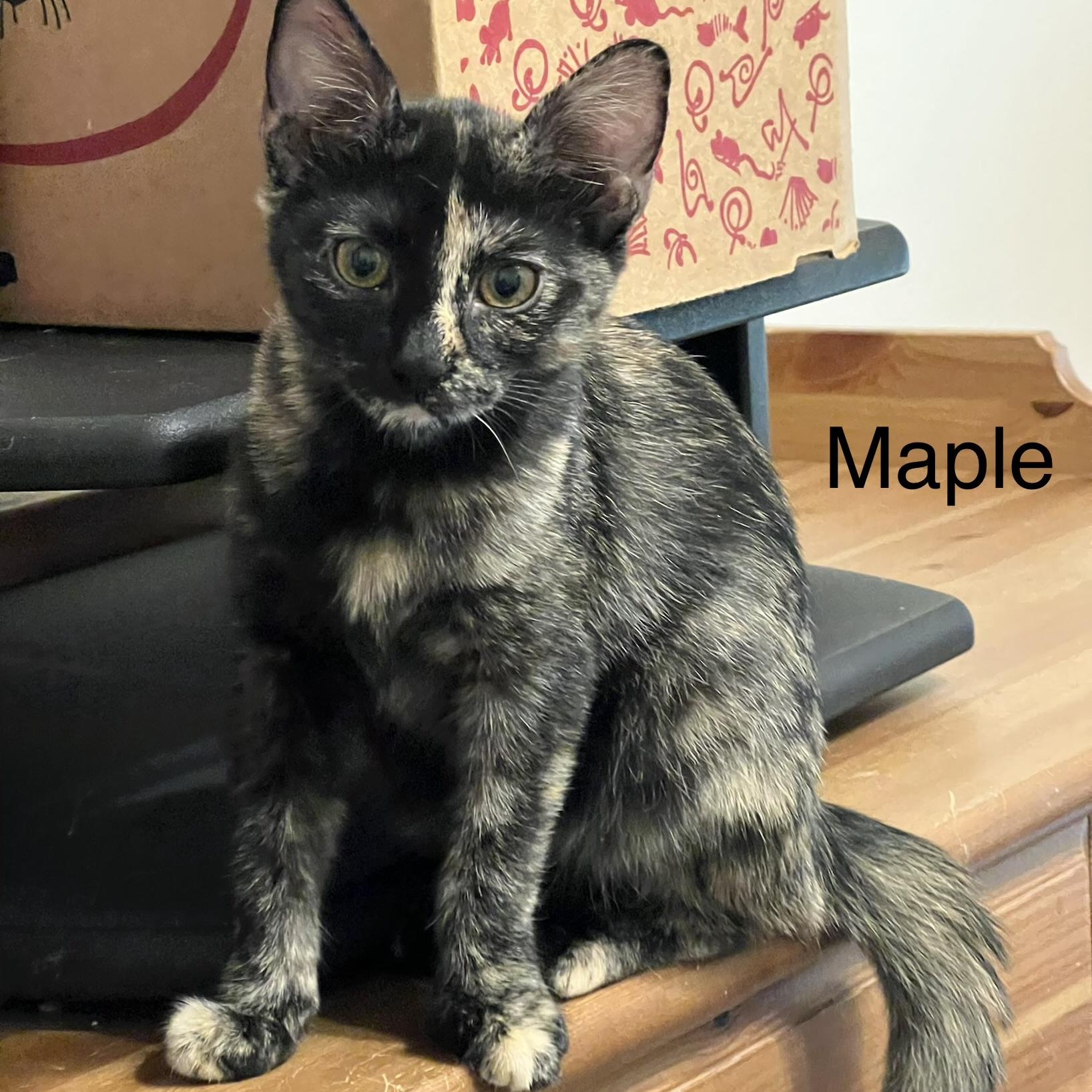 Enlarge Maple, a Adopted Domestic Short Hair in FREDERICKSBURG , VA image 5/6