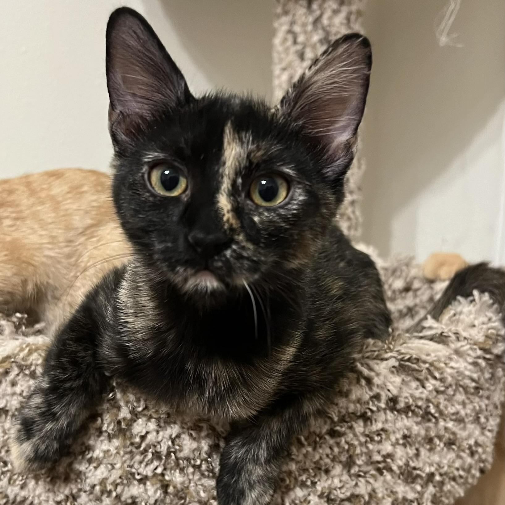 Enlarge Maple, a Adopted Domestic Short Hair in FREDERICKSBURG , VA image 1/6