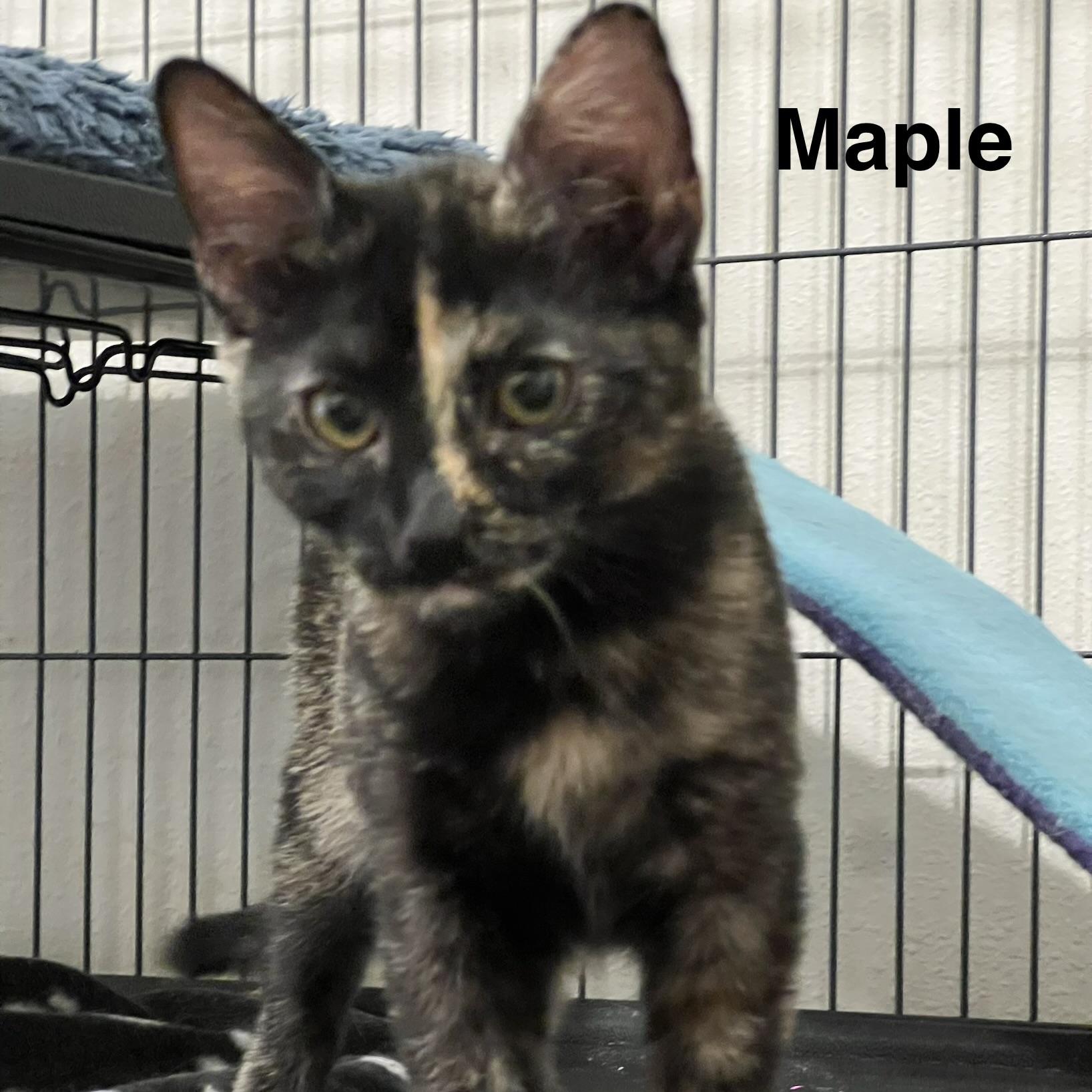 Enlarge Maple, a Adopted Domestic Short Hair in FREDERICKSBURG , VA image 2/6