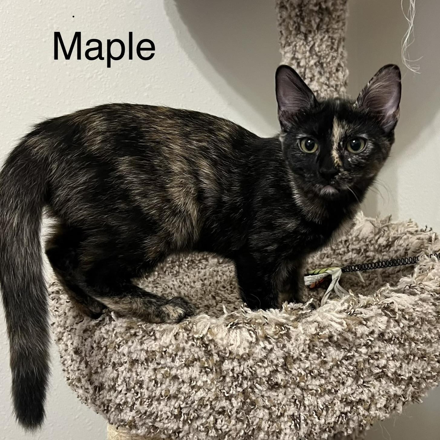 Enlarge Maple, a Adopted Domestic Short Hair in FREDERICKSBURG , VA image 3/6