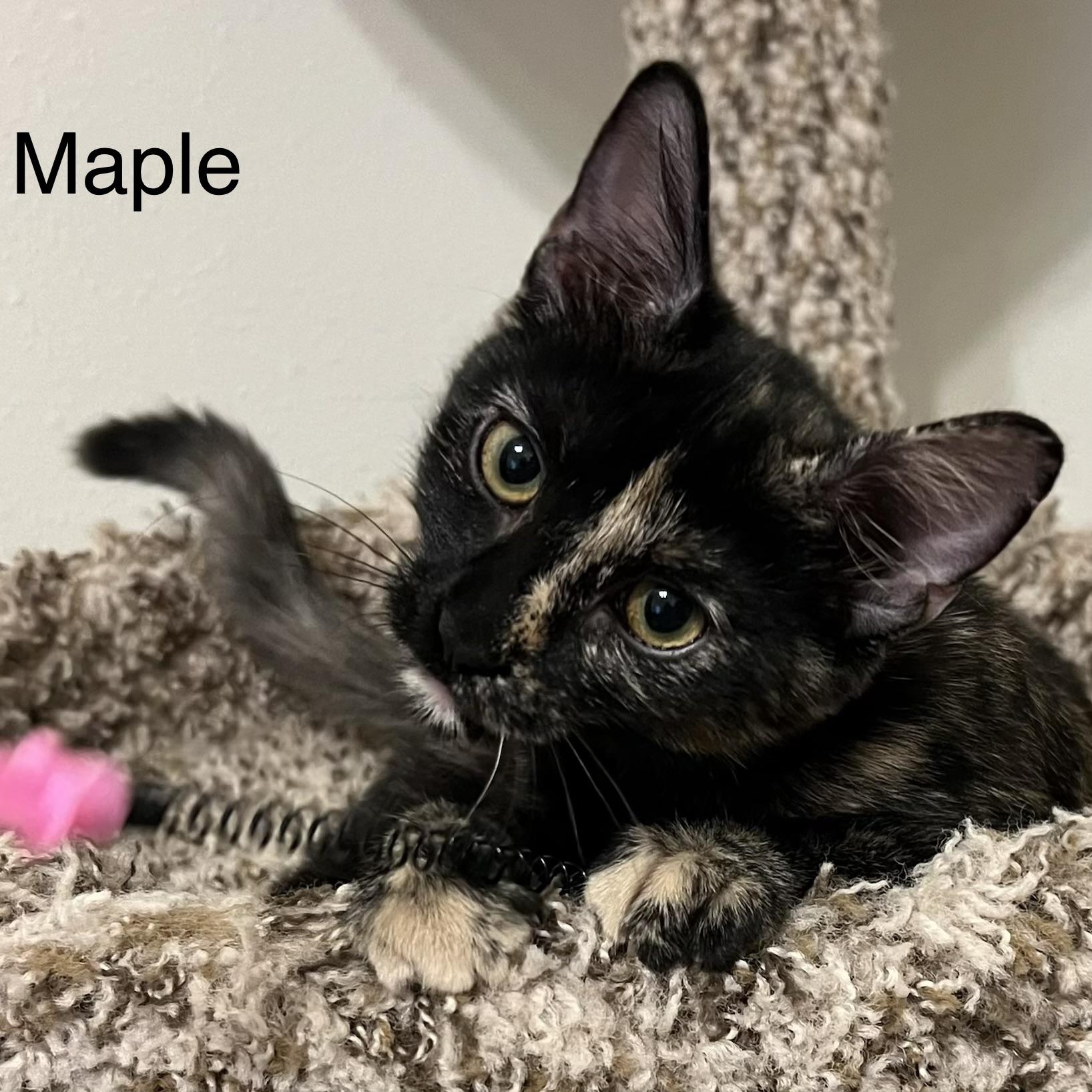 Enlarge Maple, a Adopted Domestic Short Hair in FREDERICKSBURG , VA image 6/6