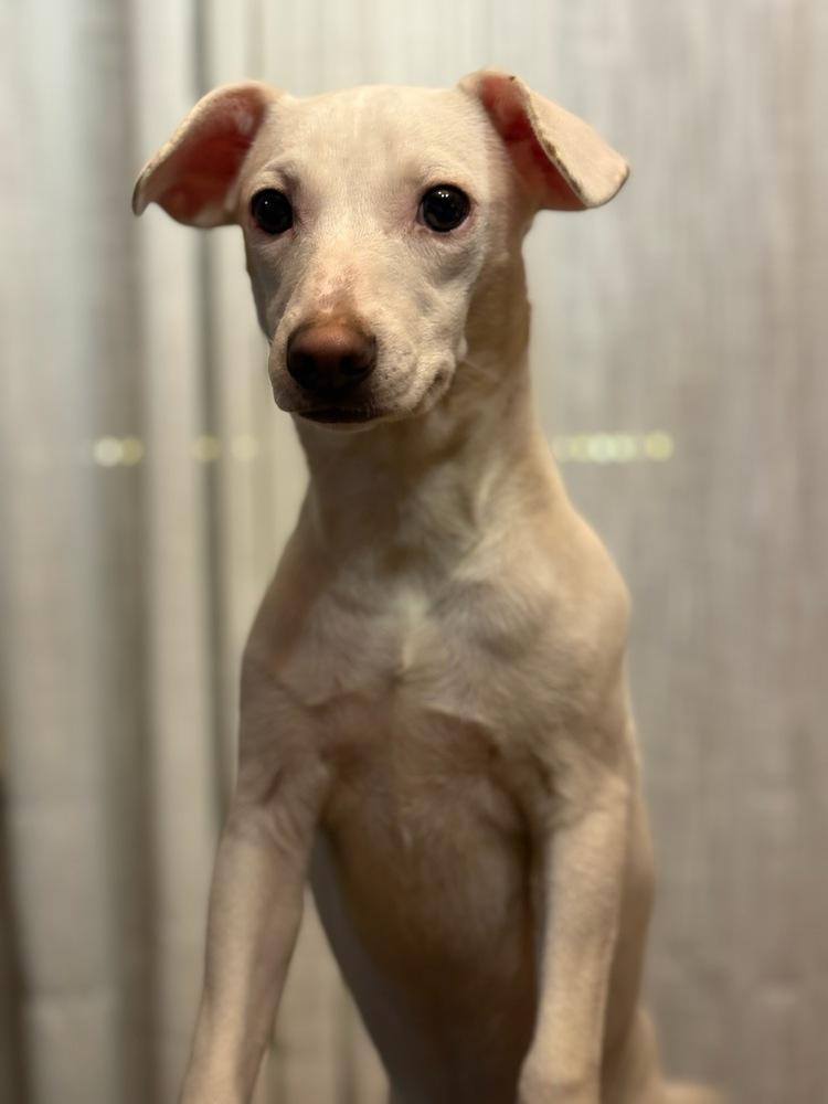 Enlarge Opal, a Adoptable mixed breed in Milton, GA image 1/6