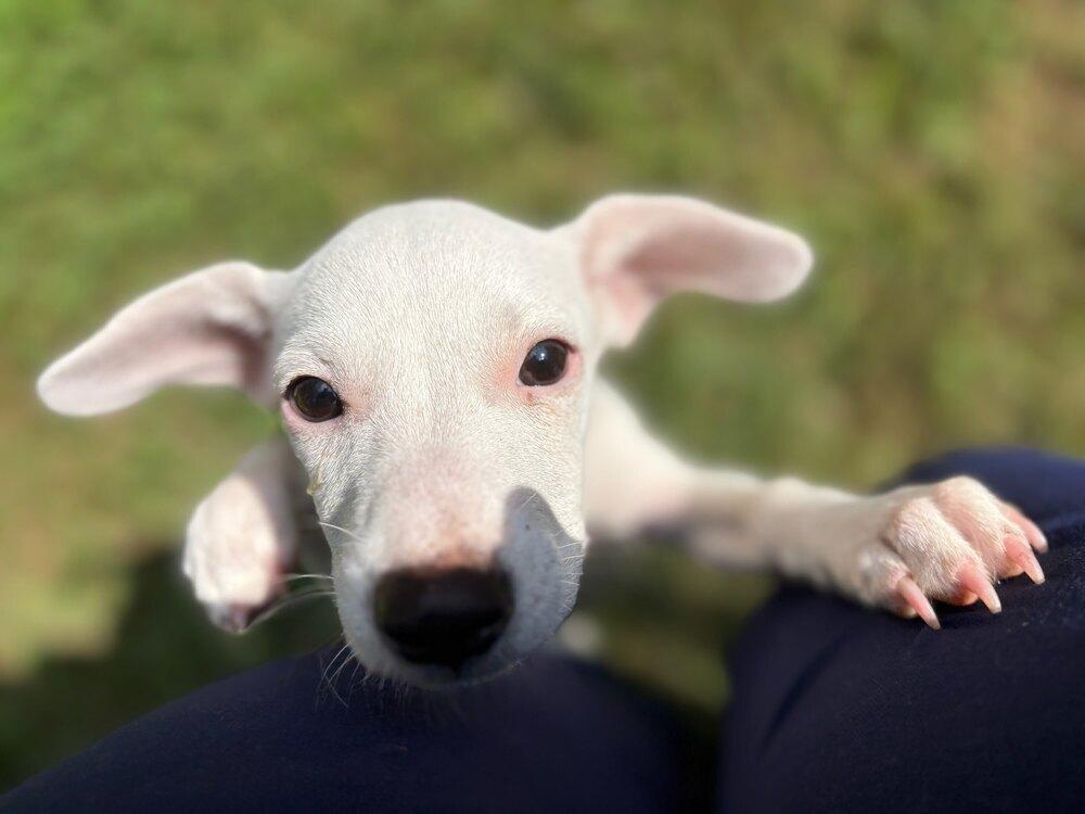 Enlarge Opal, a Adoptable mixed breed in Milton, GA image 1/6