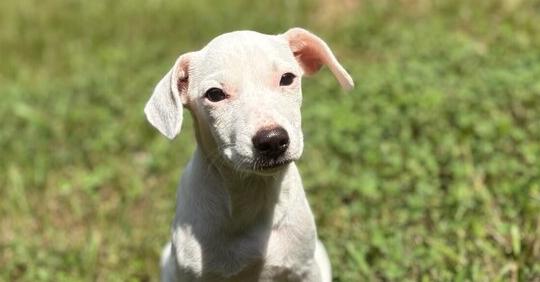 Enlarge Opal, a Adoptable mixed breed in Milton, GA image 2/6