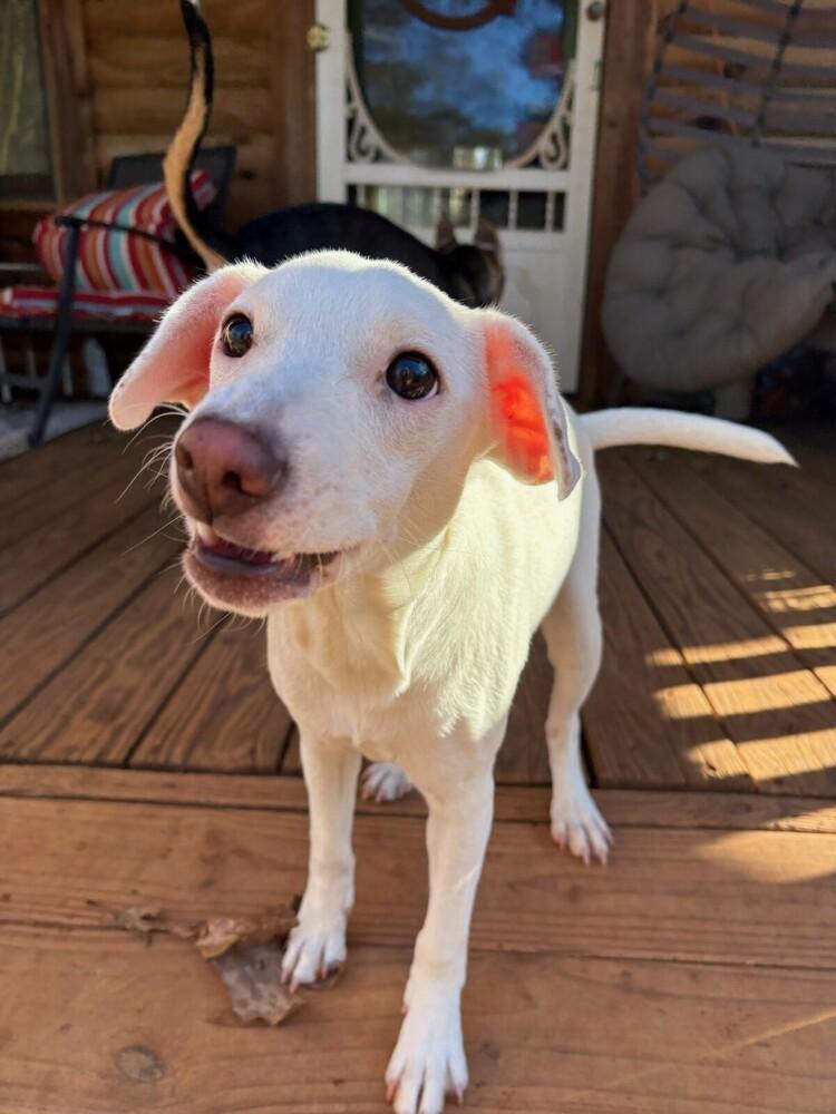 Enlarge Opal, a Adoptable mixed breed in Milton, GA image 3/6