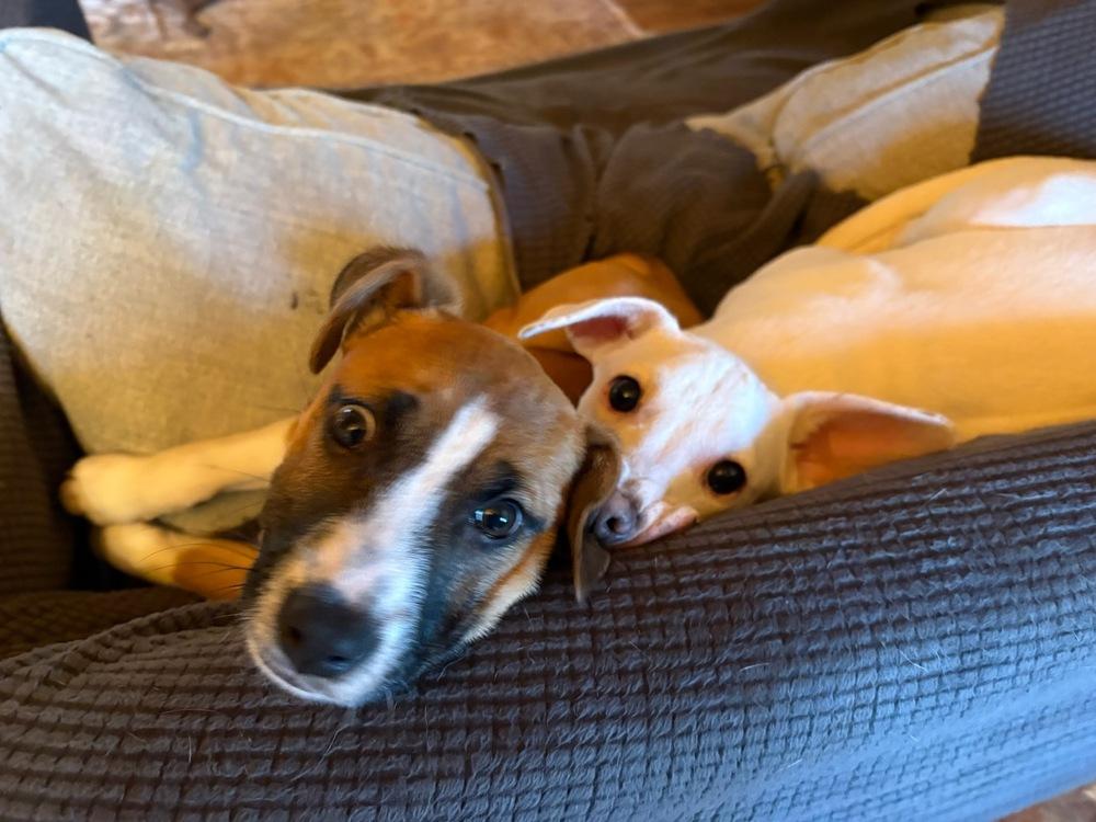 Enlarge Opal, a Adoptable mixed breed in Milton, GA image 5/6