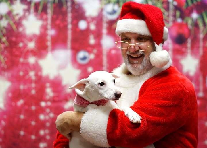 Enlarge Opal, a Adoptable mixed breed in Milton, GA image 5/6