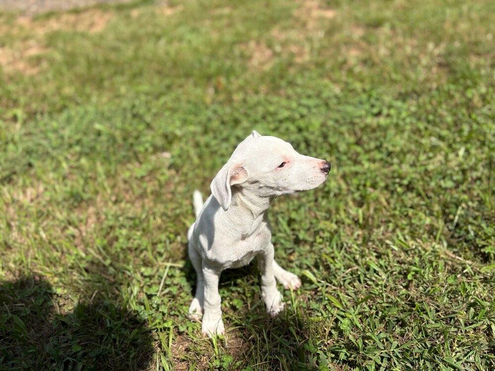 Enlarge Opal, a Adoptable mixed breed in Milton, GA image 6/6