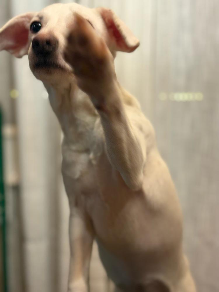 Enlarge Opal, a Adoptable mixed breed in Milton, GA image 6/6