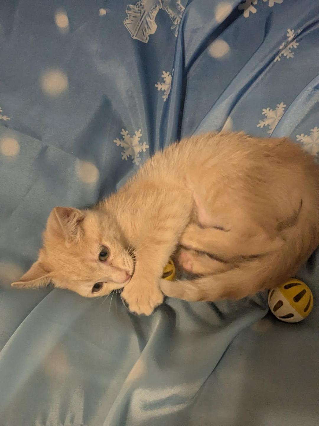 Enlarge CIDER, an adopted mixed breed in Escalon, CA image 4/6