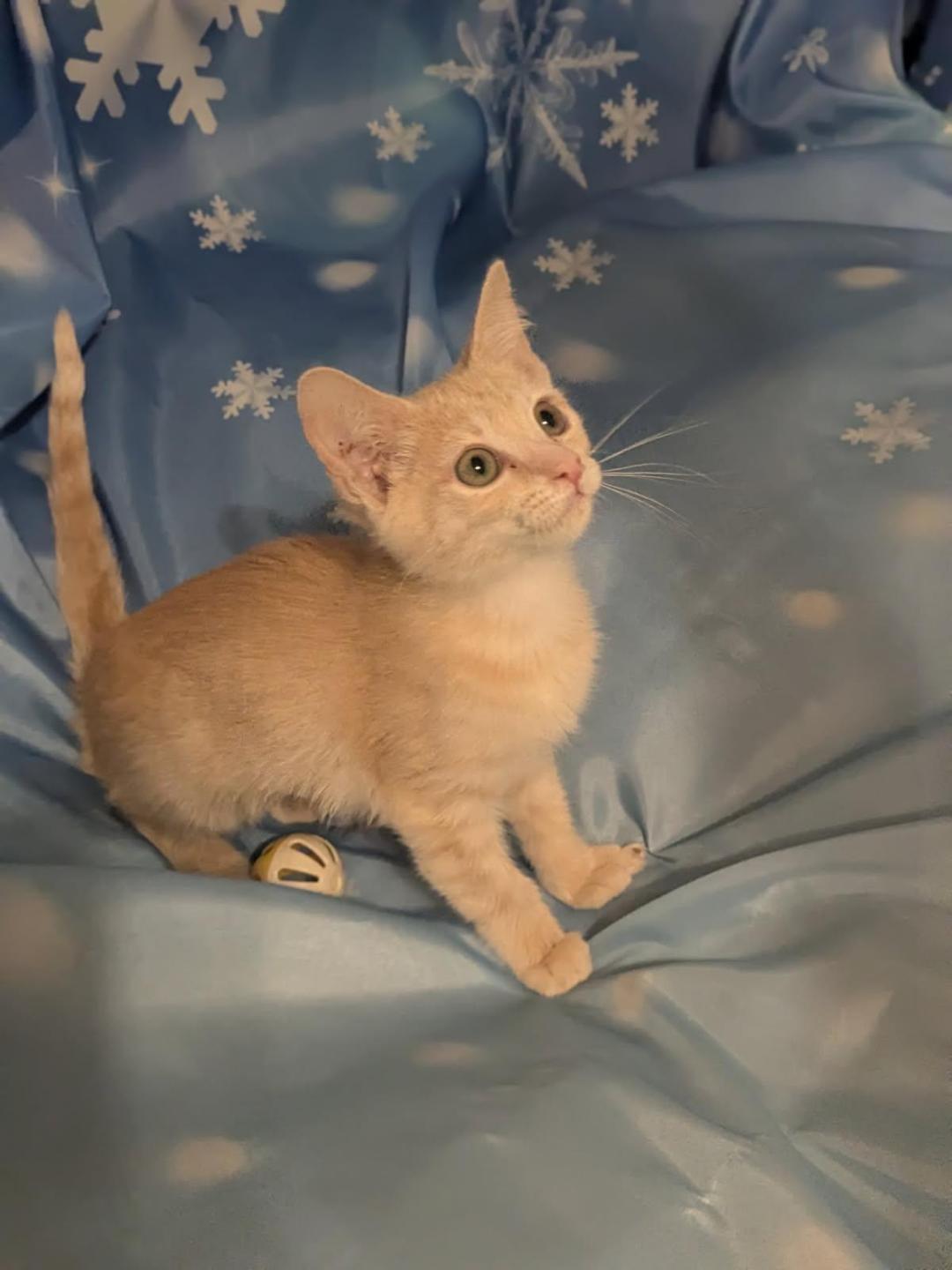 CIDER, adopted, Kitten Female Tabby & Domestic Short Hair.