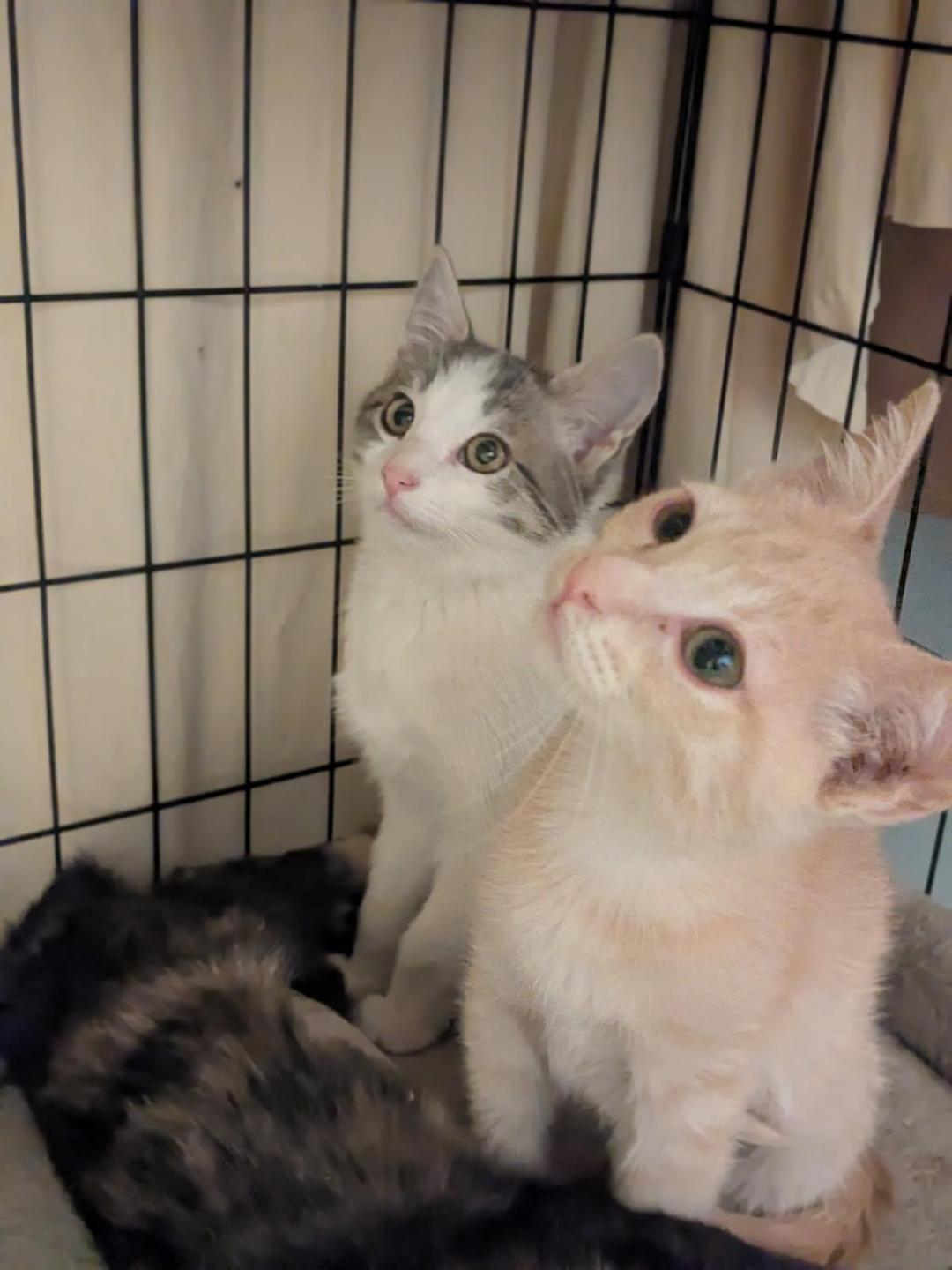 Enlarge CIDER, an adopted mixed breed in Escalon, CA image 3/6