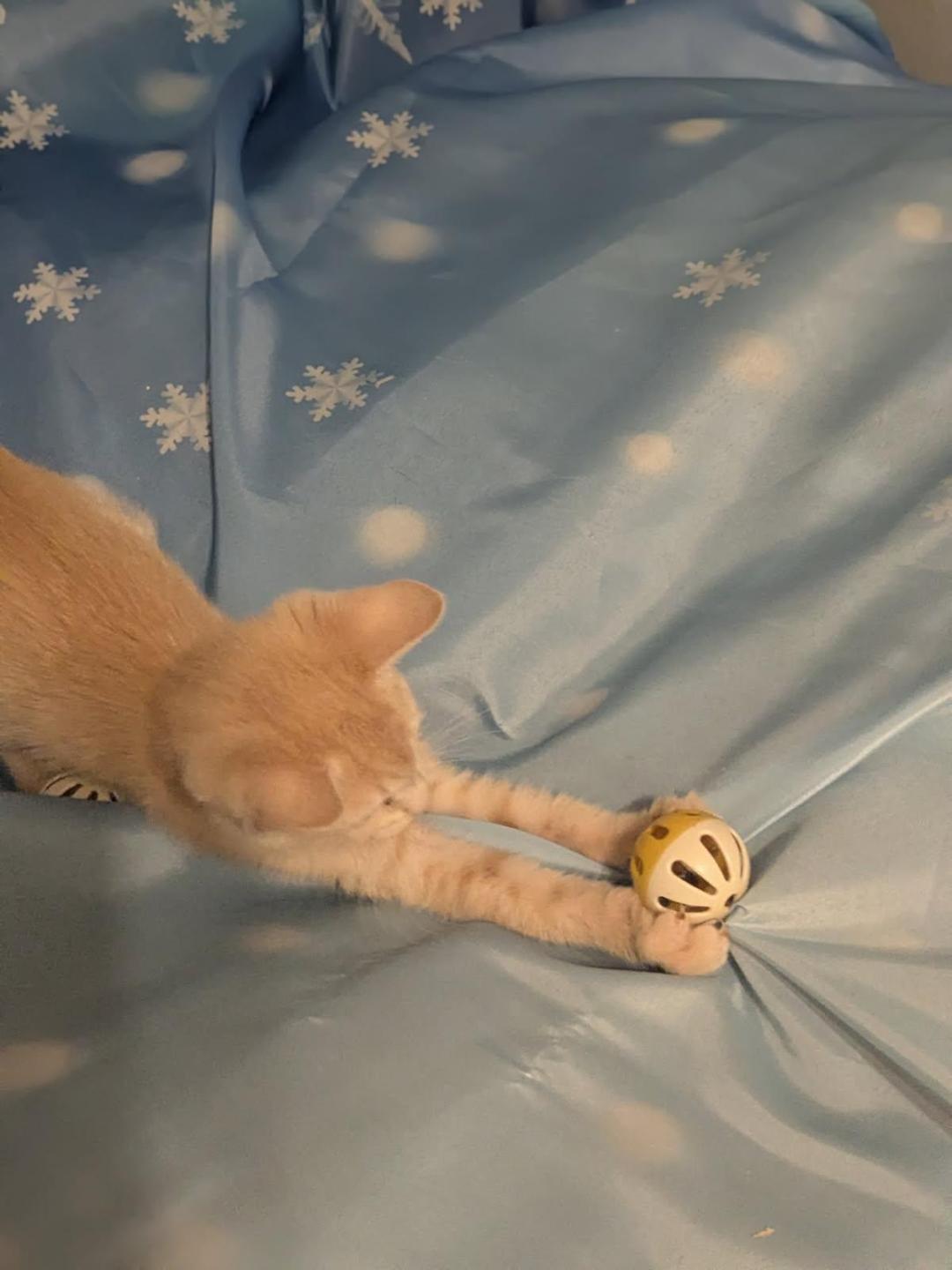 Enlarge CIDER, an adopted mixed breed in Escalon, CA image 6/6