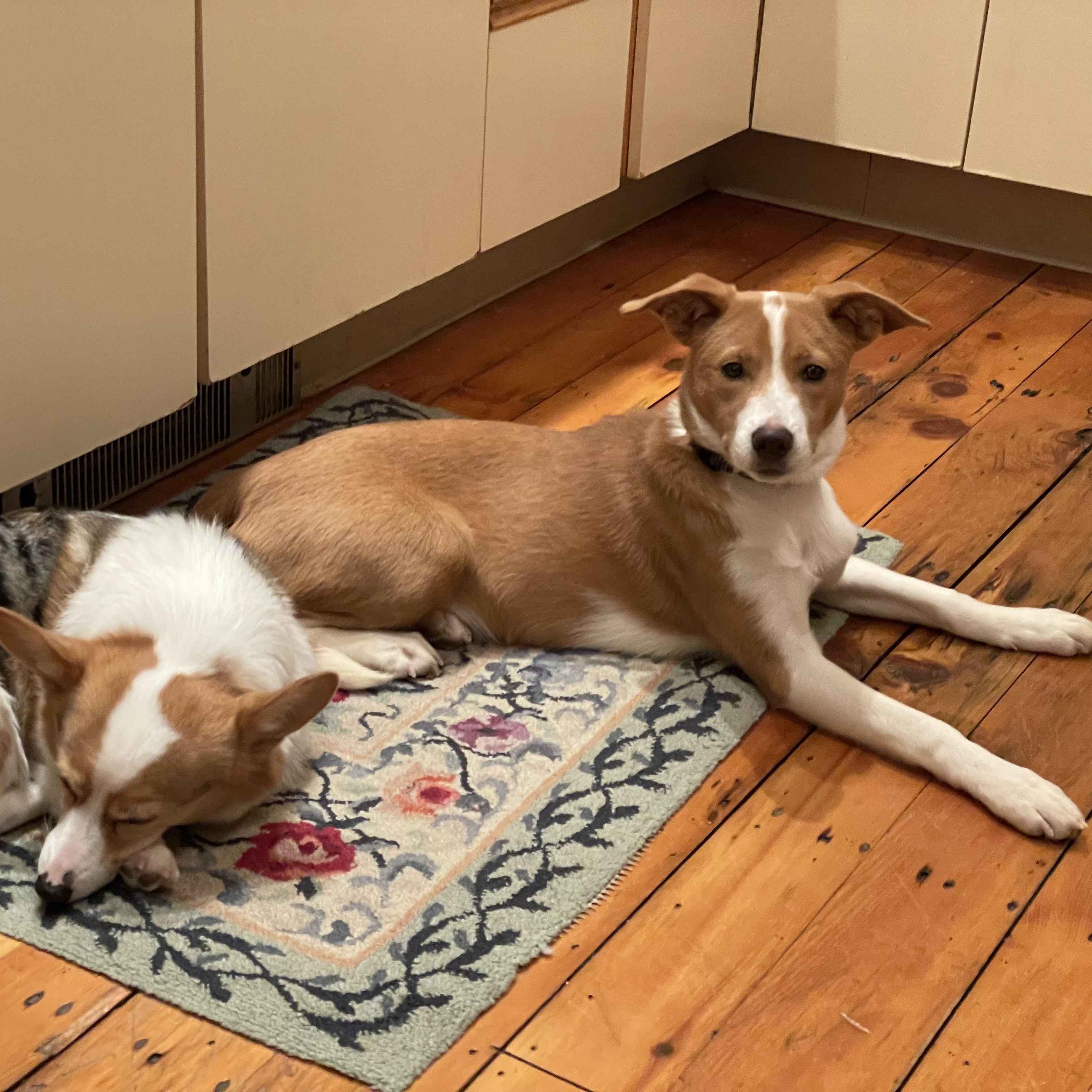 Aspen-LOCAL and HOUSETRAINED, ADOPTABLE, Young Female Mixed Breed.