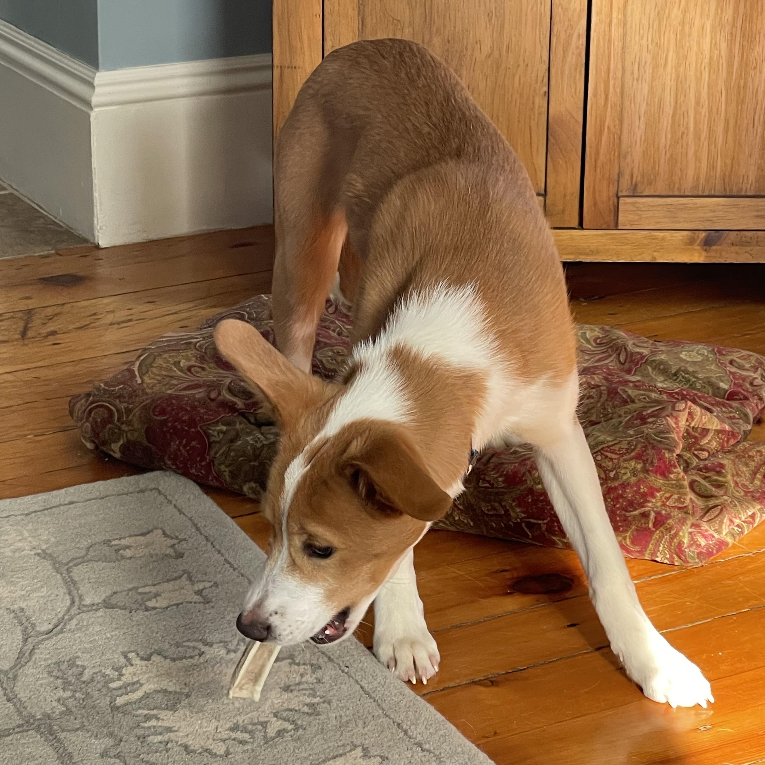 Aspen-LOCAL and HOUSETRAINED, a ADOPTABLE mixed breed in Milford, CT image 3/6