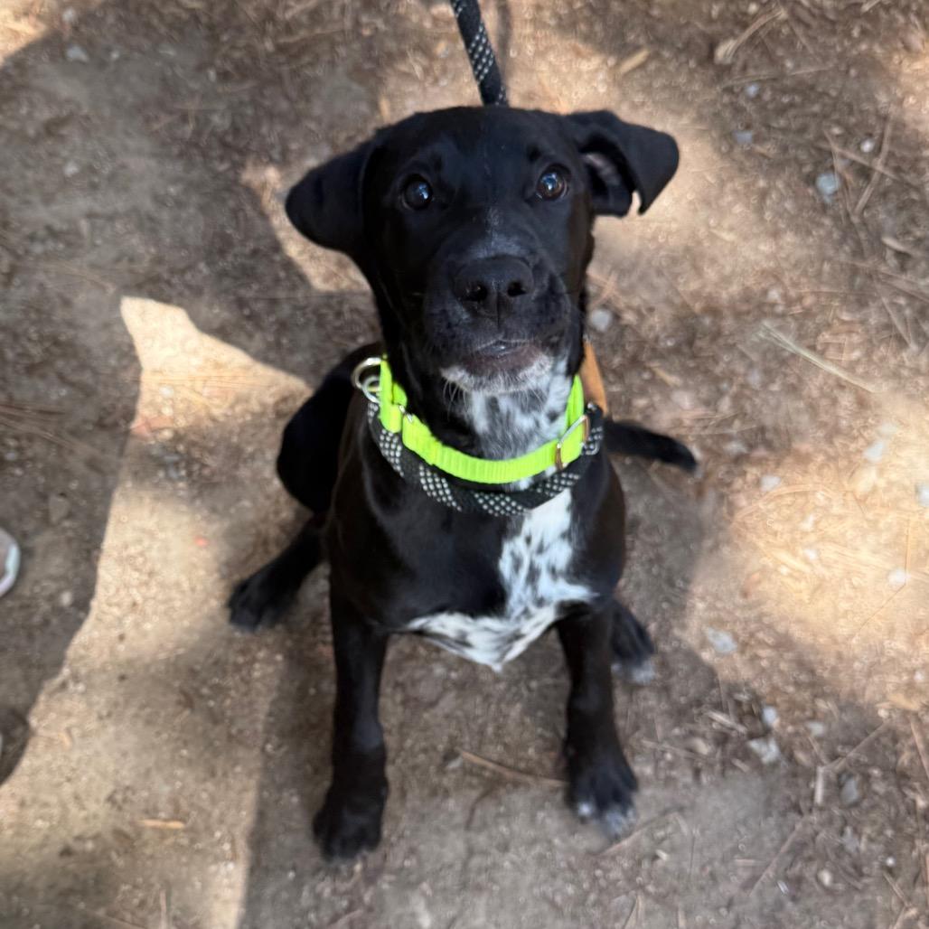 Jean-Paul, a Adoptable mixed breed in Incline Village, NV image 1/4