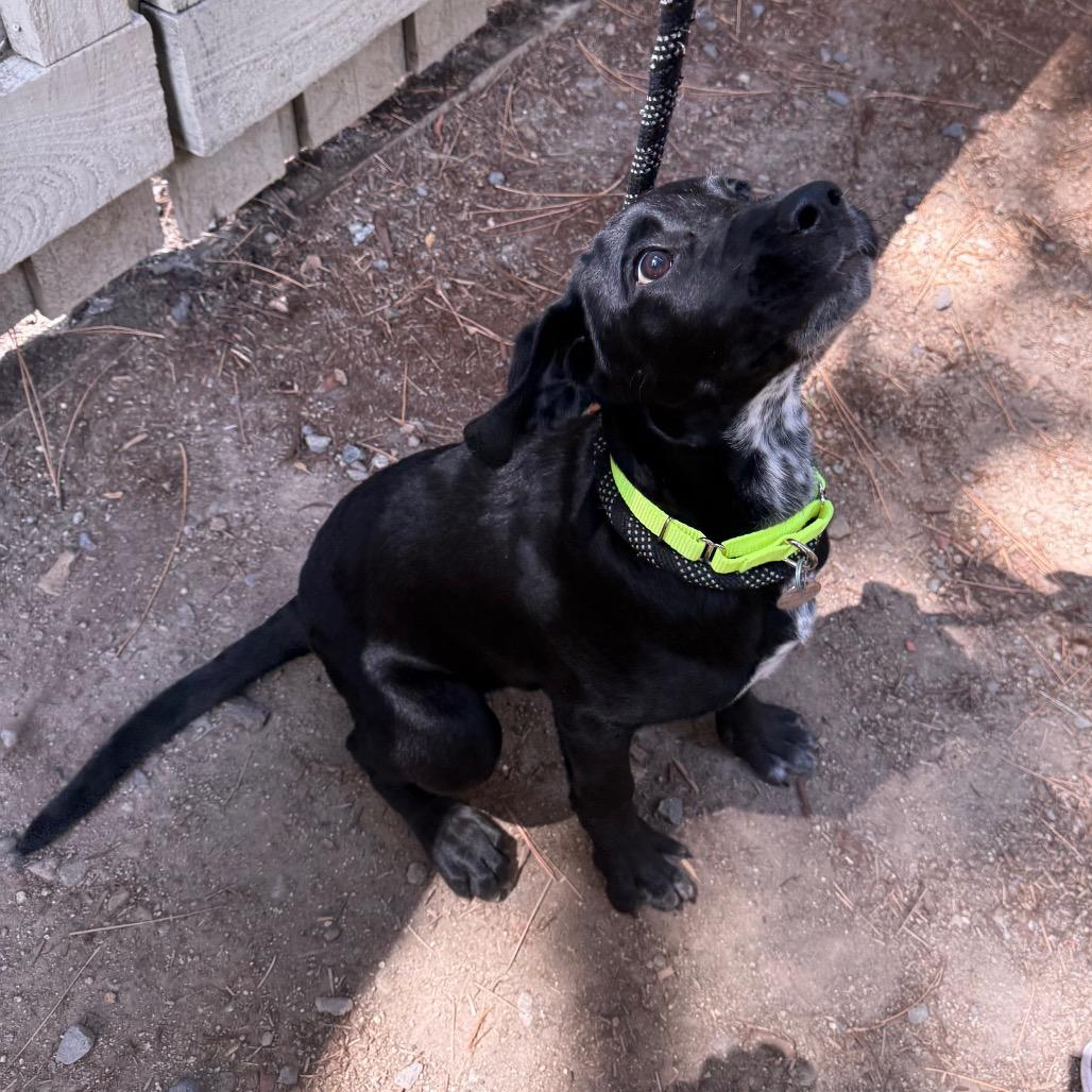 Jean-Paul, a Adoptable mixed breed in Incline Village, NV image 2/4