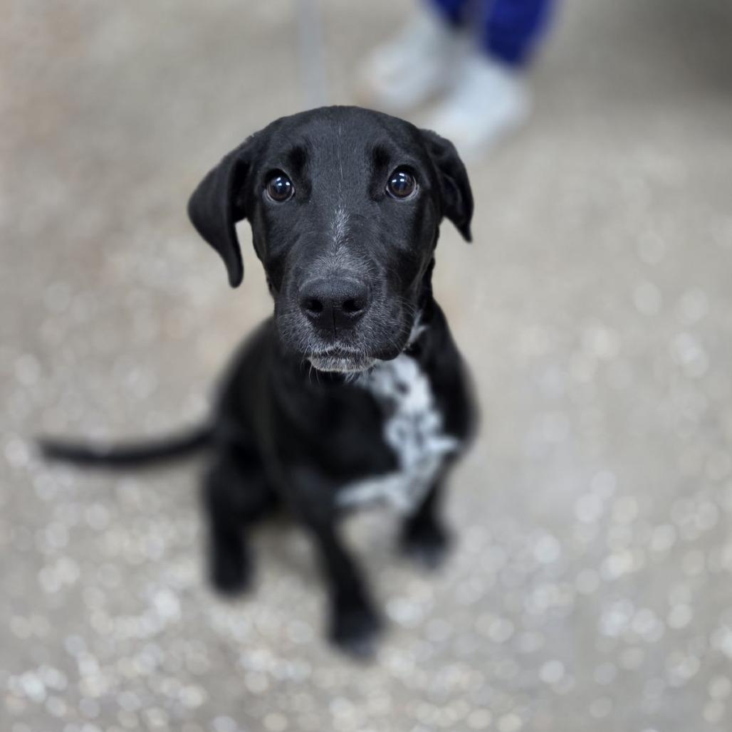 Jean-Paul, a Adoptable mixed breed in Incline Village, NV image 3/4