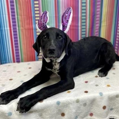 Jean-Paul, a Adoptable mixed breed in Incline Village, NV image 4/4