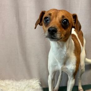 Enlarge Grogu D26-177, a Adoptable mixed breed in Lebanon, TN image 1/3