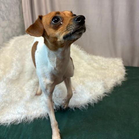 Enlarge Grogu D26-177, a Adoptable mixed breed in Lebanon, TN image 2/3