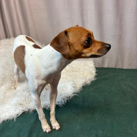 Enlarge Grogu D26-177, a Adoptable mixed breed in Lebanon, TN image 3/3