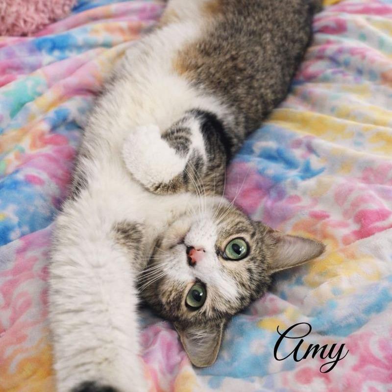 Amy, Adoptable, Young Female Domestic Short Hair.