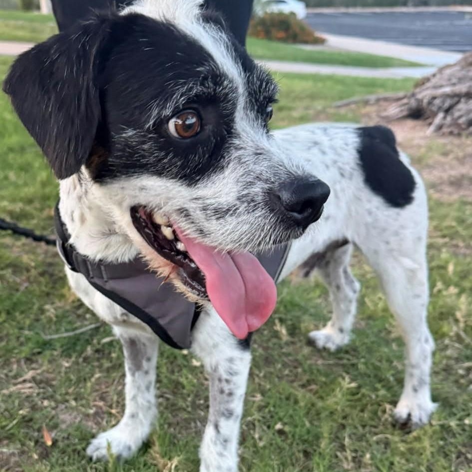 Enlarge CHARLIE, a Adopted Parson Russell Terrier in Marana, AZ image 1/2