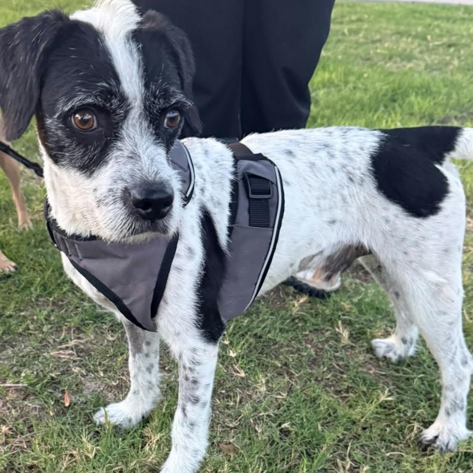 Enlarge CHARLIE, a Adopted Parson Russell Terrier in Marana, AZ image 2/2