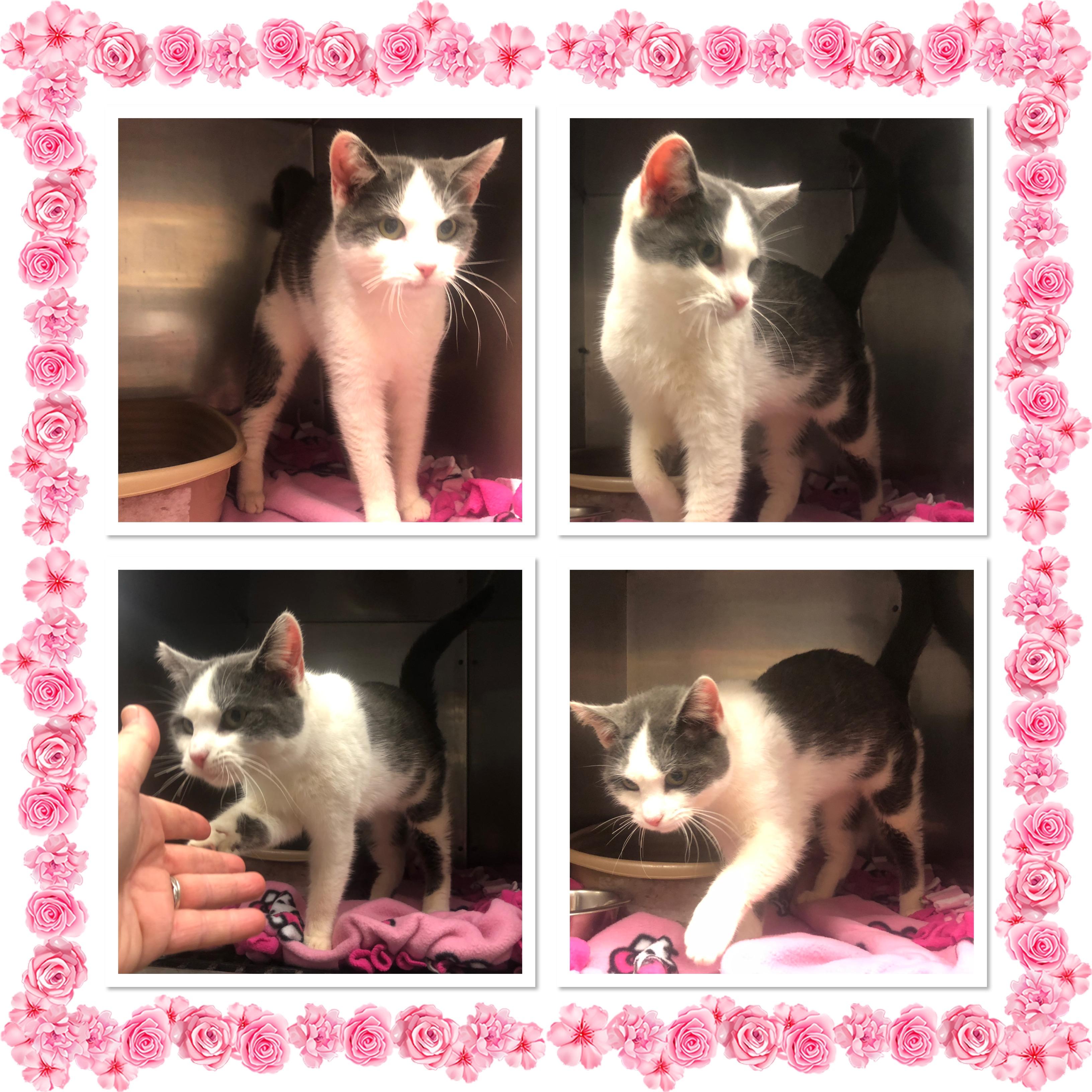 LAKE, ADOPTABLE, Kitten Female Domestic Short Hair.