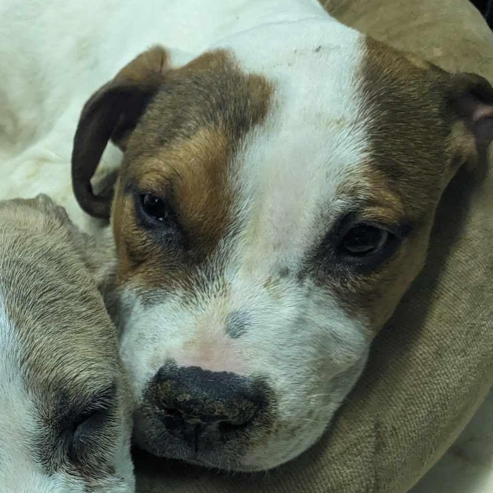 Bumblebee, Baby Female Pit Bull Terrier
