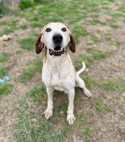 Piston 88615, Adult Male Hound