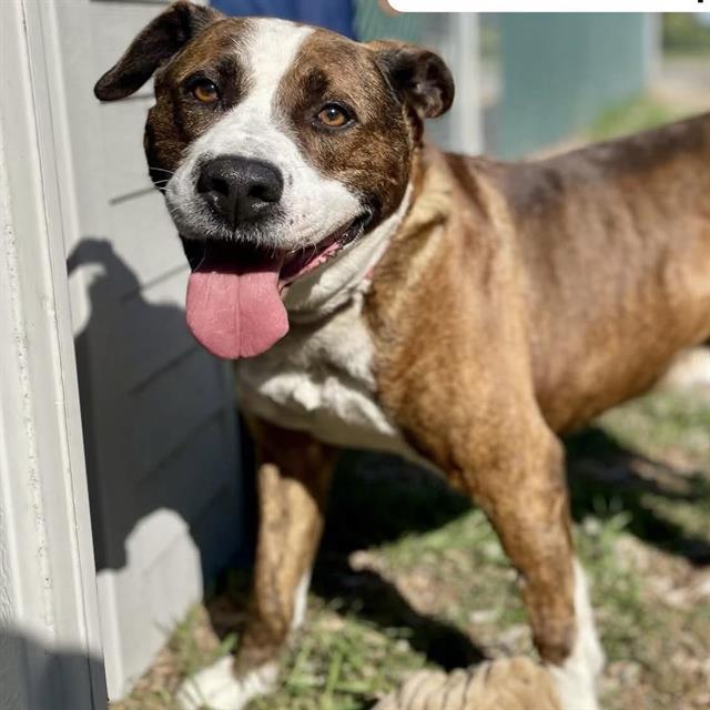Enlarge CHEWIE, a Adoptable mixed breed in Kent, WA image 1/1