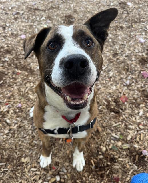 CHEWIE, Adoptable, Adult Male Pit Bull Terrier & Mixed Breed.
