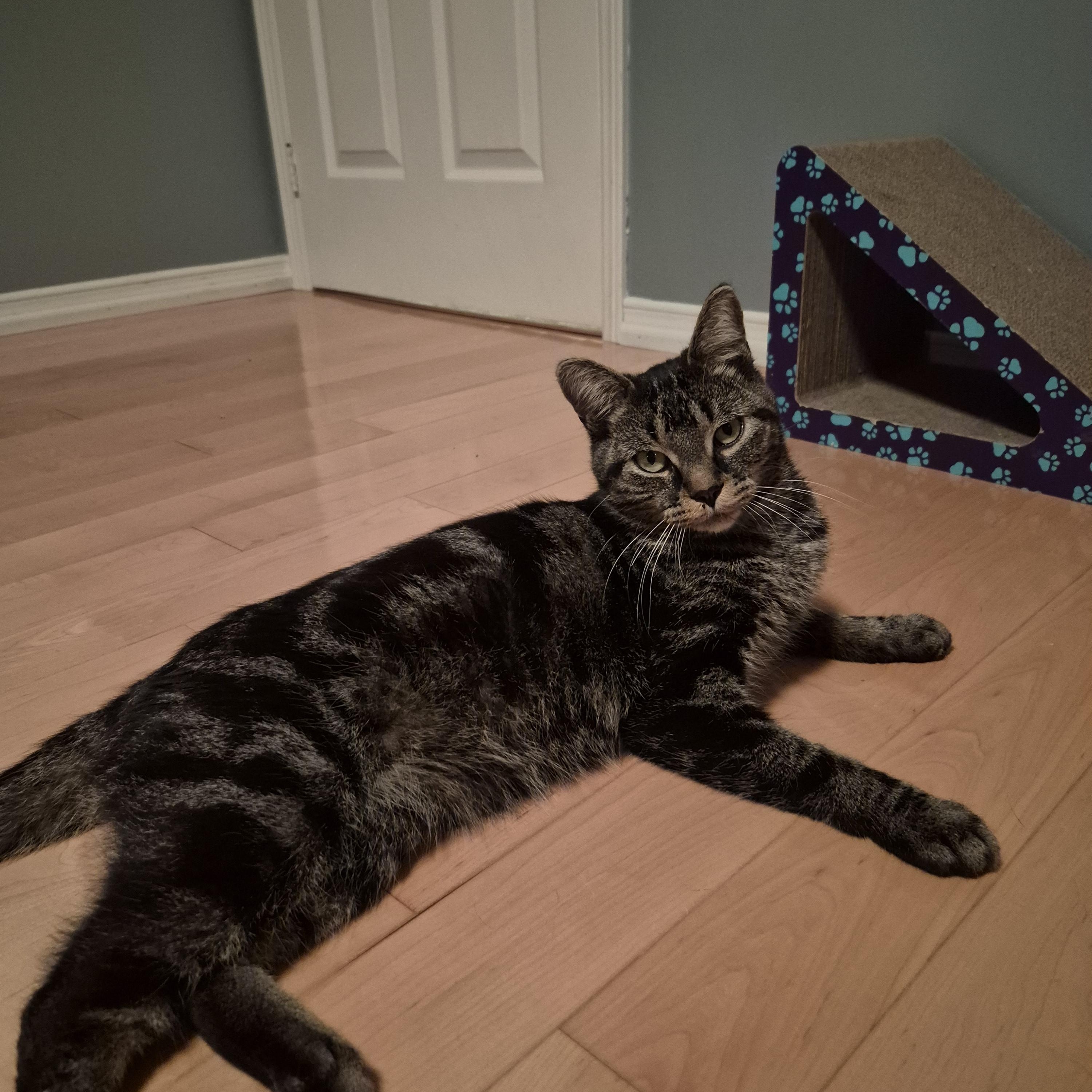 Enlarge Doodle, a Adoptable mixed breed in Pickering, ON image 4/6