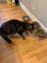 Enlarge Doodle, a Adoptable mixed breed in Pickering, ON image 6/6