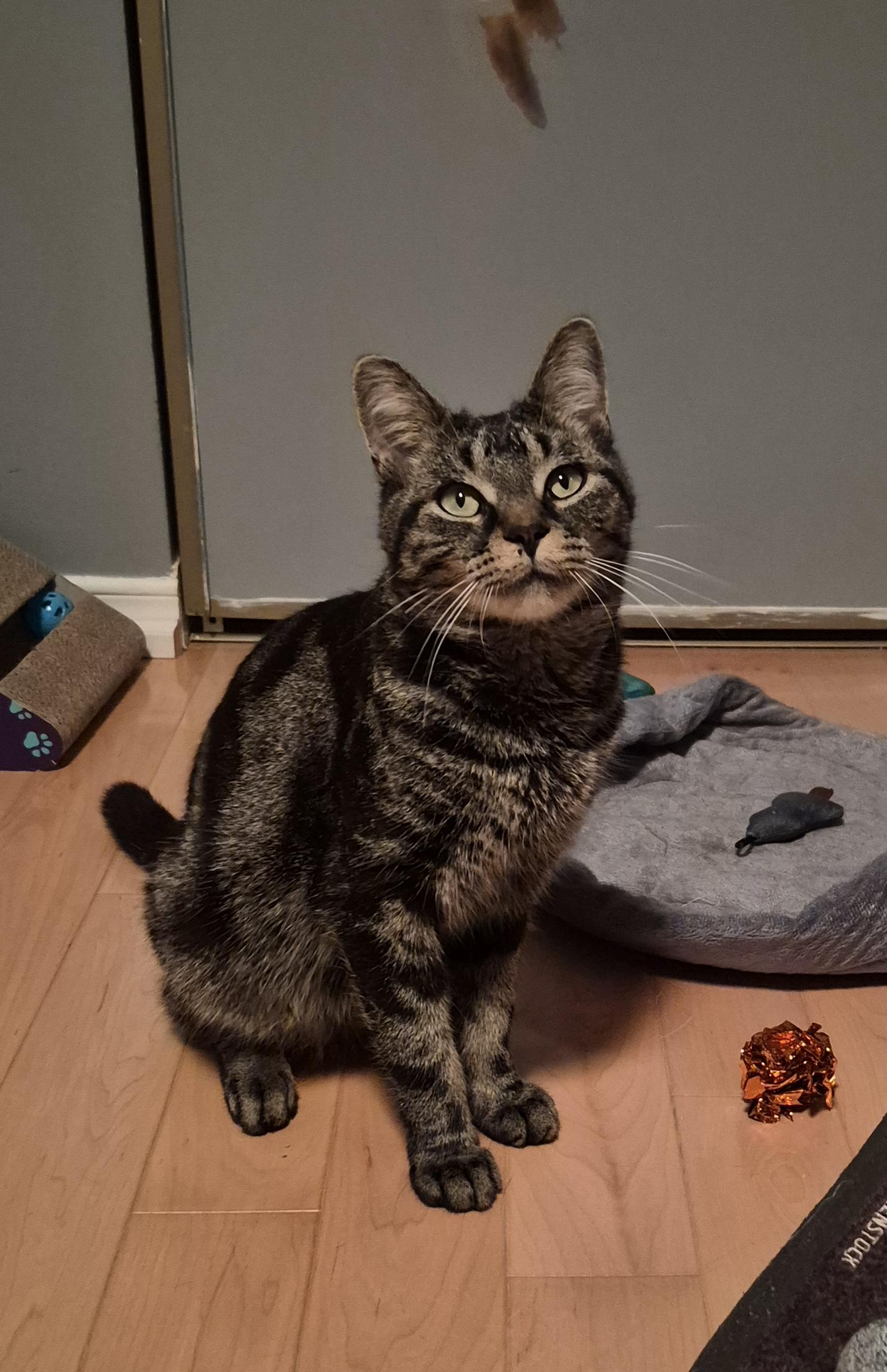Enlarge Doodle, a Adoptable mixed breed in Pickering, ON image 2/6