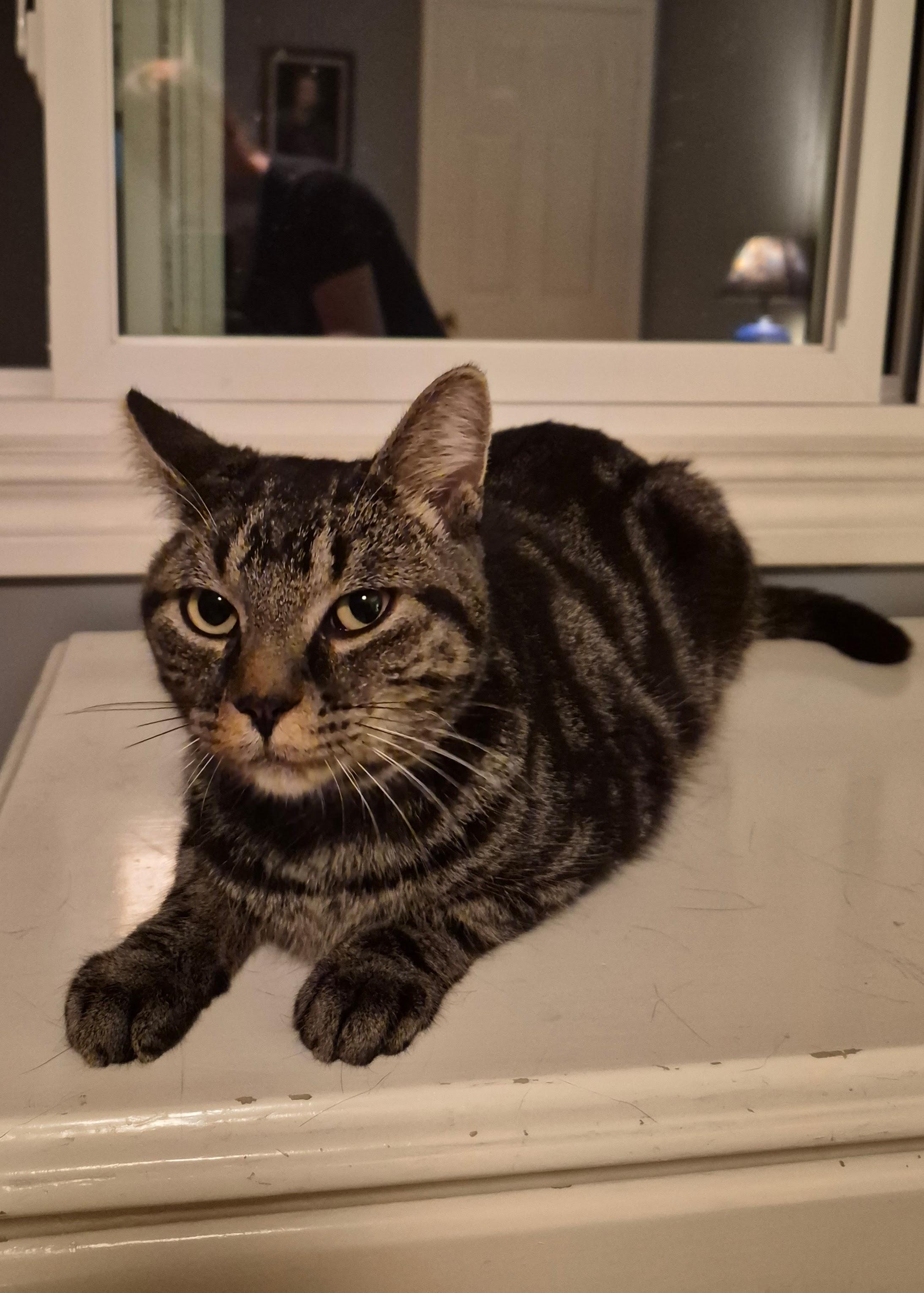 Enlarge Doodle, a Adoptable mixed breed in Pickering, ON image 5/6