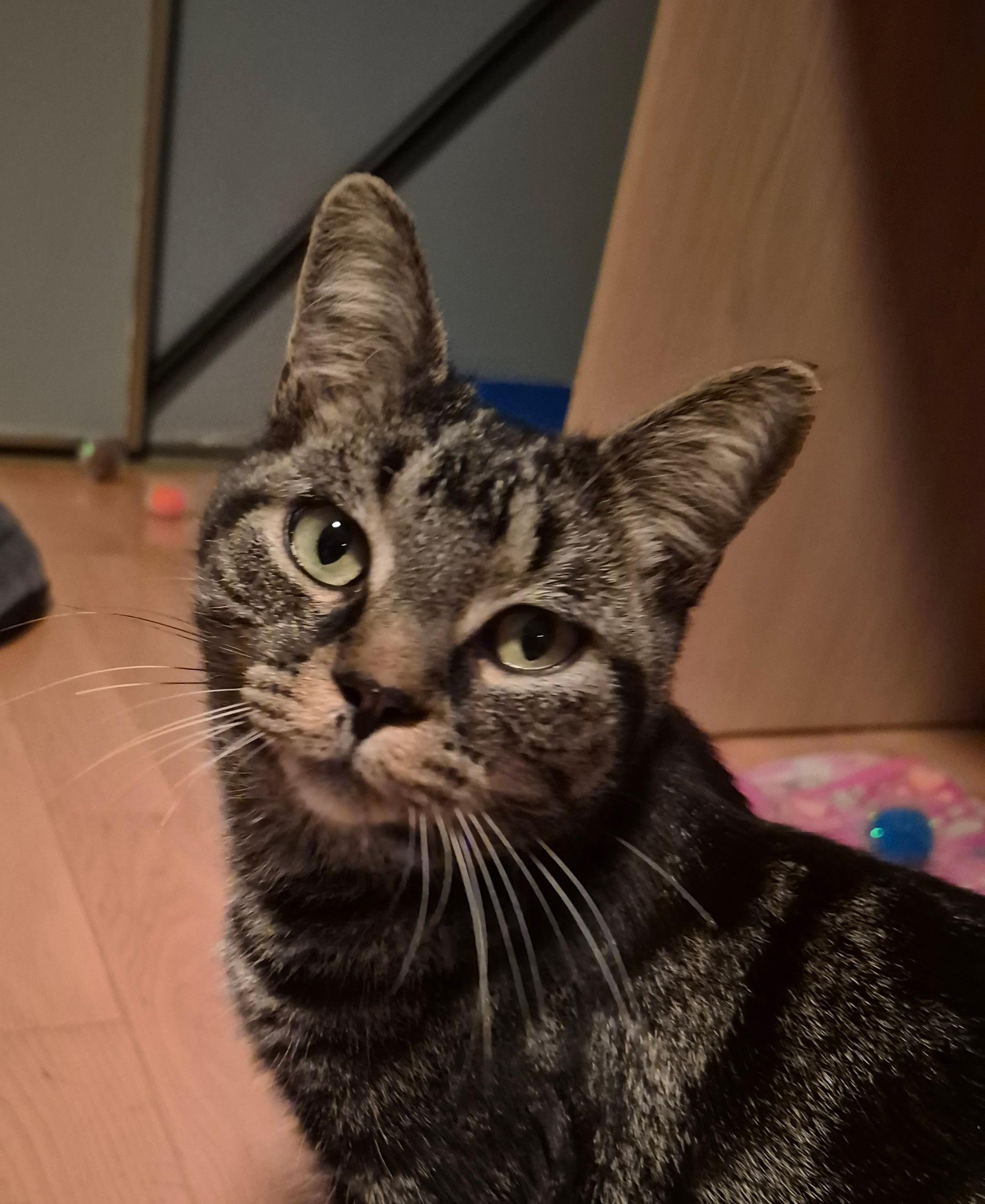 Enlarge Doodle, a Adoptable mixed breed in Pickering, ON image 1/6