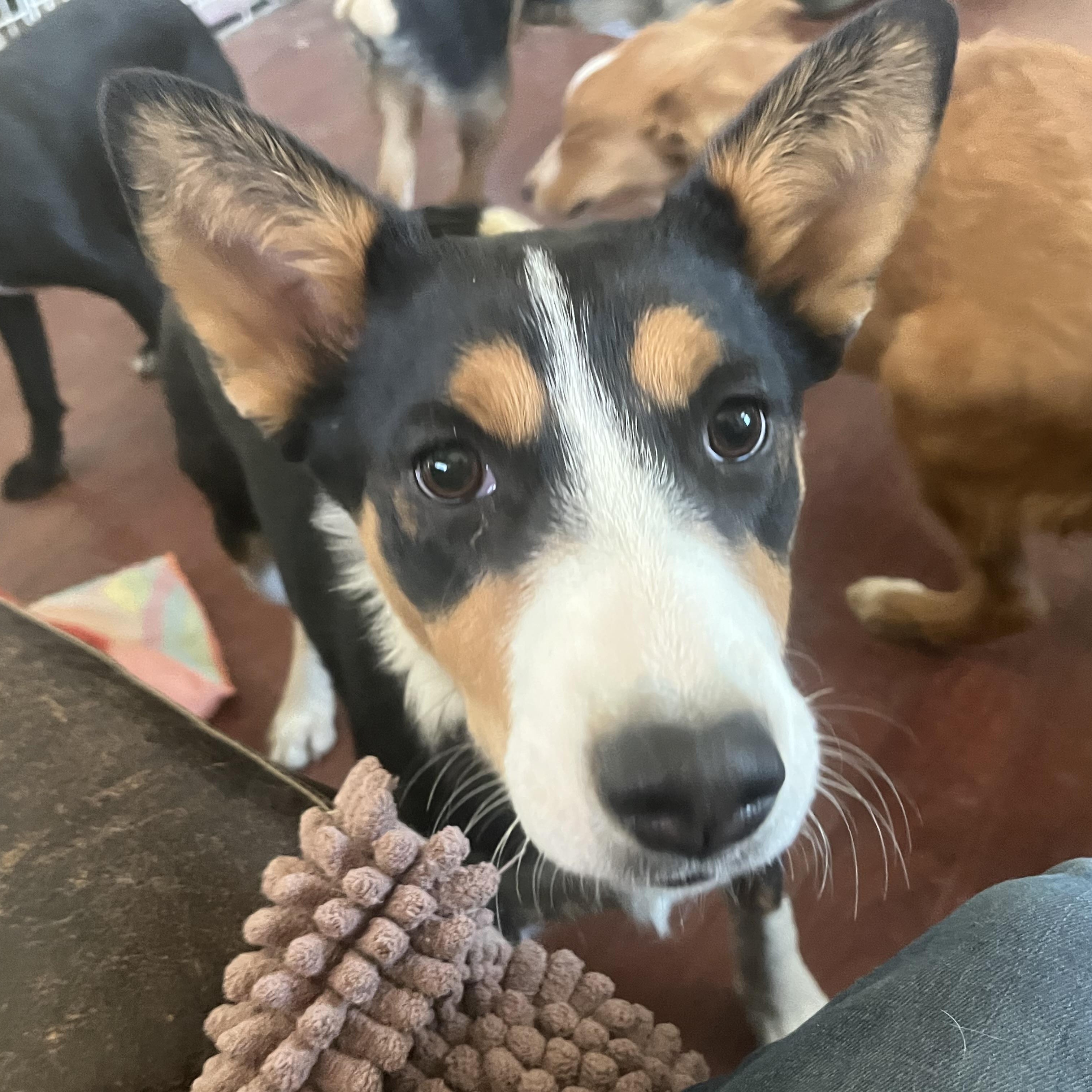 Annie Oakley, Adoptable, Young Female Australian Shepherd & Australian Cattle Dog / Blue Heeler.