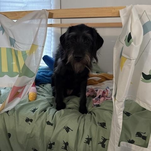Enlarge KIRBY- FOSTERED IN CT!, a Adoptable Labradoodle in Fosters, AL image 2/6
