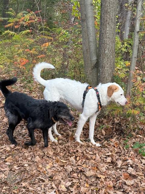 Enlarge KIRBY- FOSTERED IN CT!, a Adoptable Labradoodle in Fosters, AL image 4/6