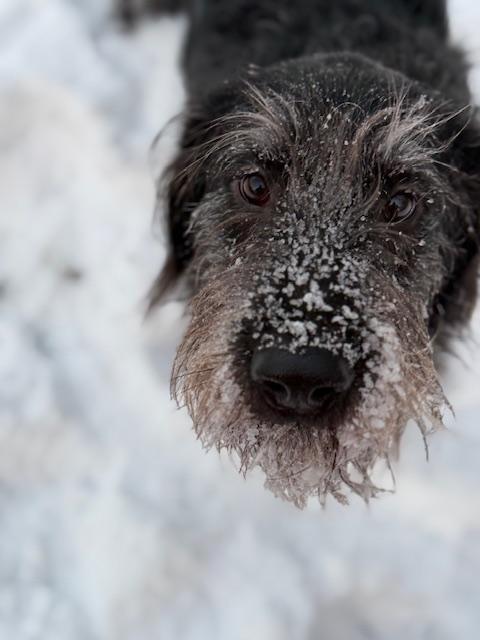 KIRBY- FOSTERED IN CT!, Adoptable, Adult Female Labradoodle.
