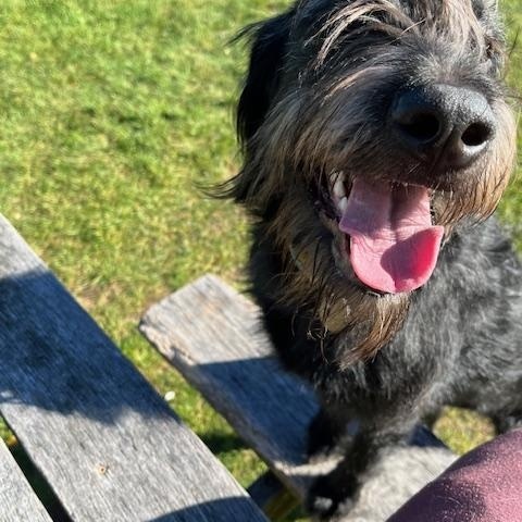Enlarge KIRBY- FOSTERED IN CT!, a Adoptable Labradoodle in Fosters, AL image 3/6