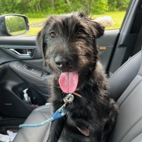 Enlarge KIRBY- FOSTERED IN CT!, a Adoptable Labradoodle in Fosters, AL image 6/6