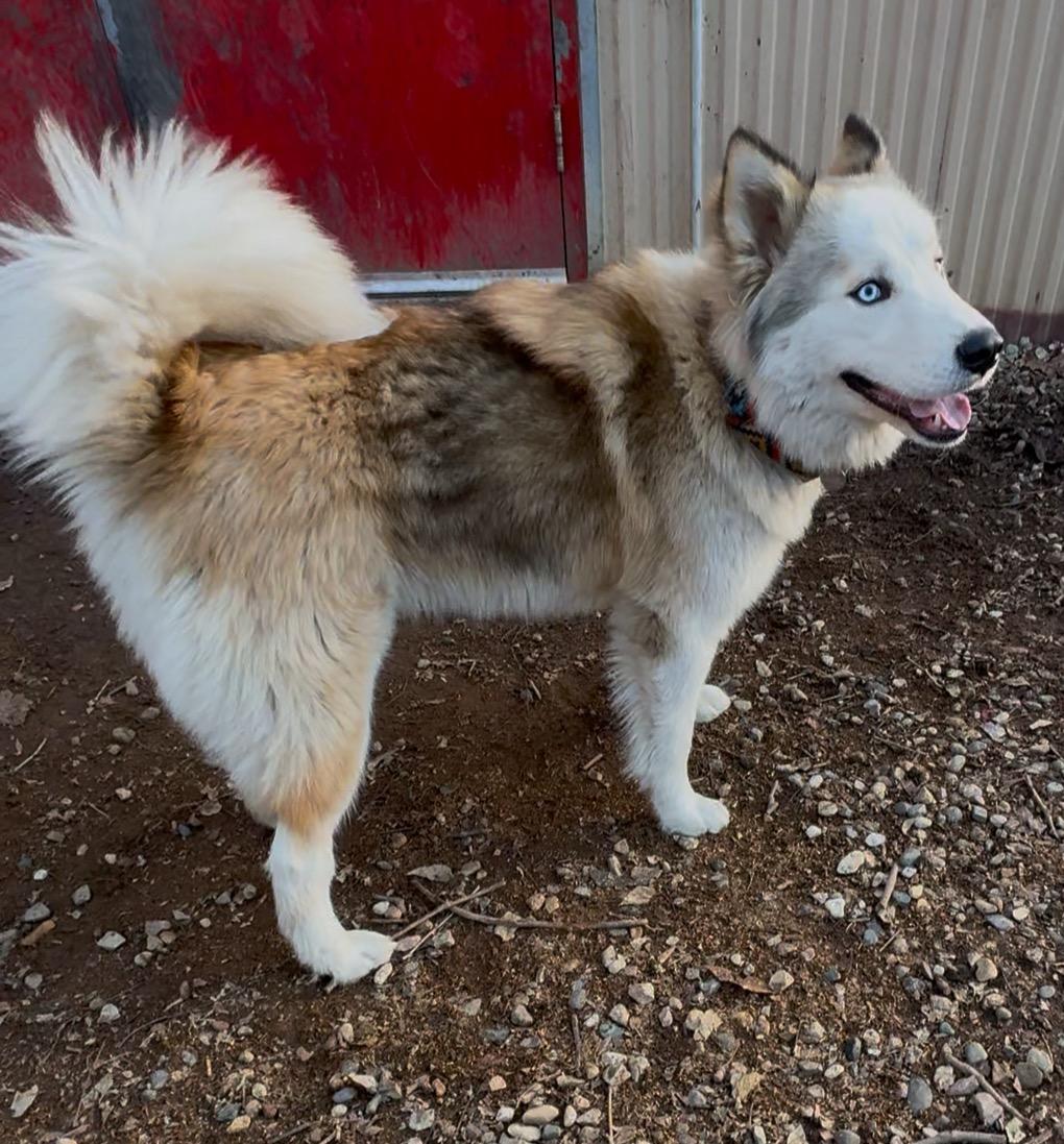 Asher, ADOPTABLE, Young Male Husky.