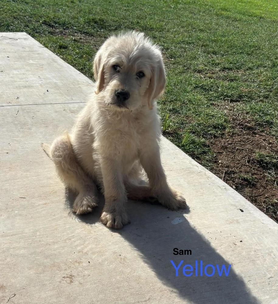 Enlarge Sam, a Adoptable mixed breed in Deerfield, WI image 1/1