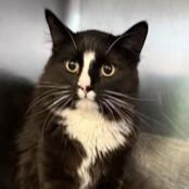 Pooh Bear, adopted, Adult Male Domestic Medium Hair.