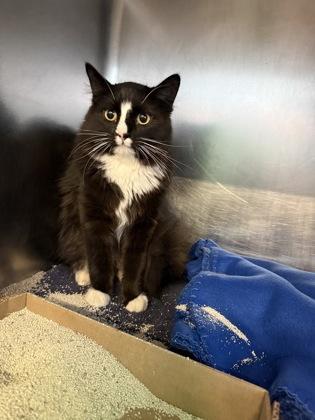 Enlarge Pooh Bear, an adopted mixed breed in Rapid City, SD image 2/2