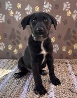 Kim, an adopted mixed breed in Boerne, TX image 2/2